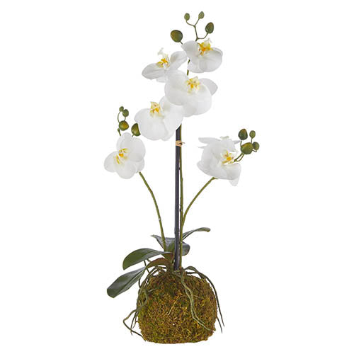 White Orchid with Moss Base Floral RAZ 