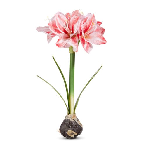 19" Real Touch Amaryllis Bulb Faux Florals RAZ 