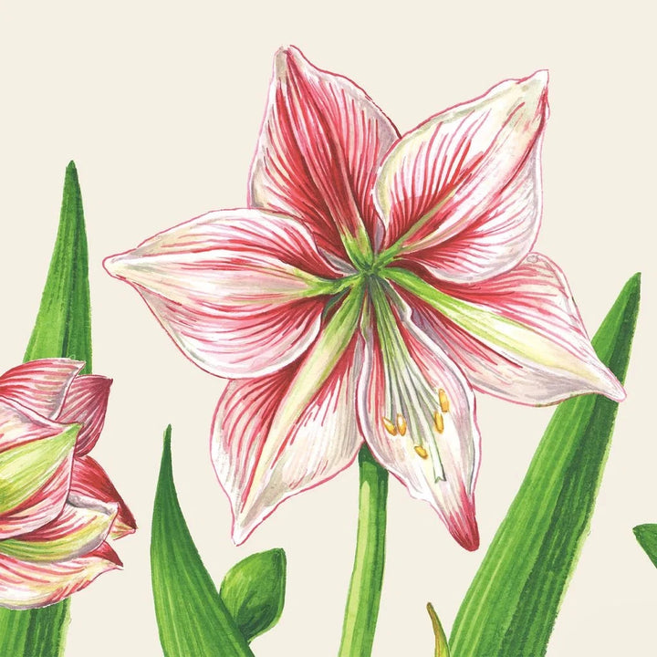 Amaryllis Blooms Cocktail Napkins Cocktail Napkins Hester and Cook 