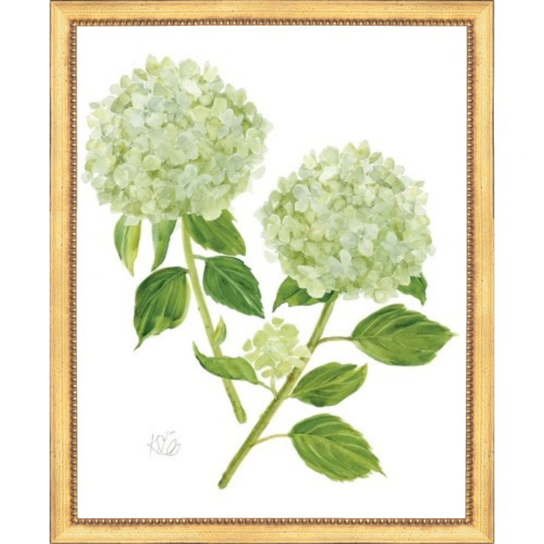 Double Green Hydrangeas in Bloom Framed Print 22x26 Artwork The Leonard Collection 