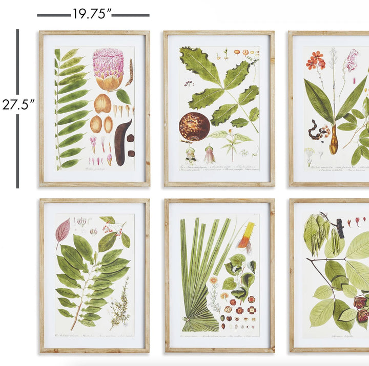 Leaf Botanical Study Prints Artwork Napa 