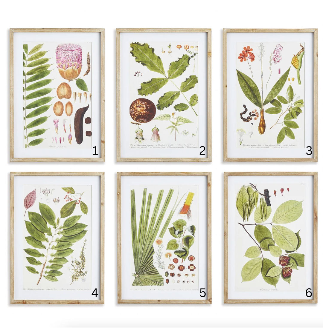 Leaf Botanical Study Prints Artwork Napa 