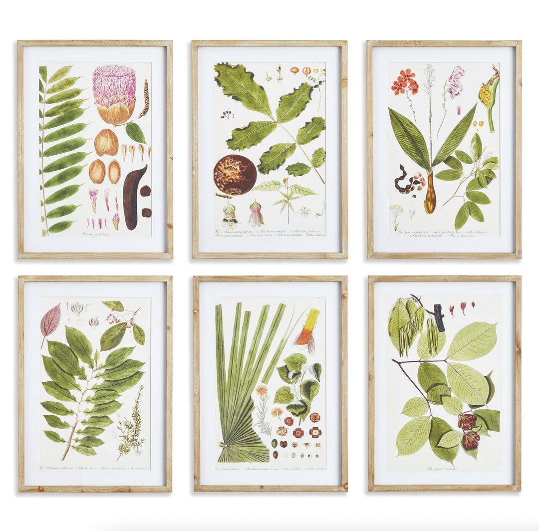 Leaf Botanical Study Prints Artwork Napa 