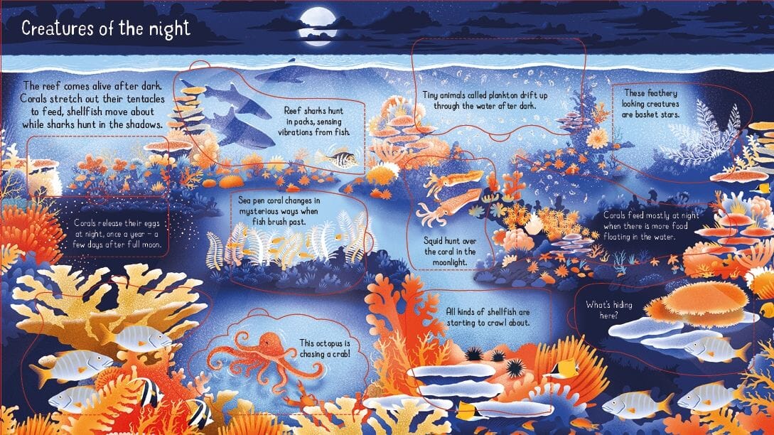 Look Inside a Coral Reef Book Usborne 