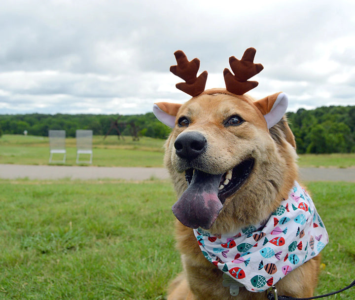 Reindeer Antler Headband Accessories Jack Rabbit 