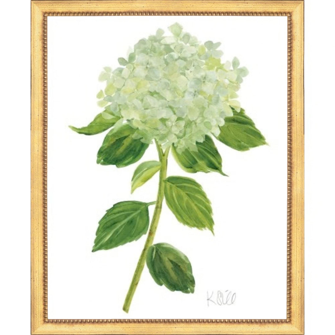 Single Green Hydrangeas in Bloom Framed Print 22x26 Artwork The Leonard Collection 