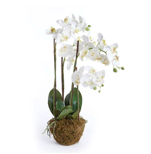 Phalaenopsis Orchid Drop-In 30" Floral RAZ 