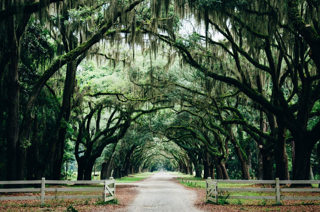 Wildsam Field Guide - American South Book Arcadia Publishing 